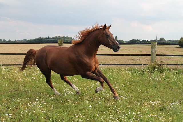 Jaki jest najszybszy mustang na świecie?